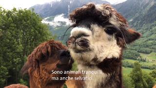 Valle di Blenio: Felix, Vreni e 12 alpaca 