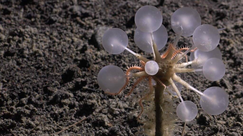 Wie auf «Avatar's Pandora – Rätselhafter Tiefseeschwamm «Deathball» fasziniert Forschende