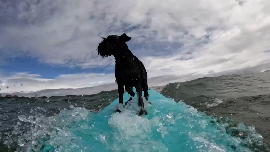Surfwettbewerb für Vierbeiner // Diese coolen Hunde nehmen's mit jeder Welle auf