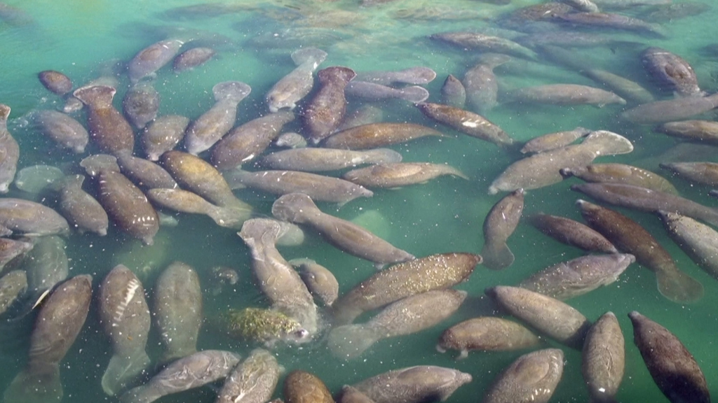 Süss und schlau: Darum kuscheln diese Seekühe in Florida