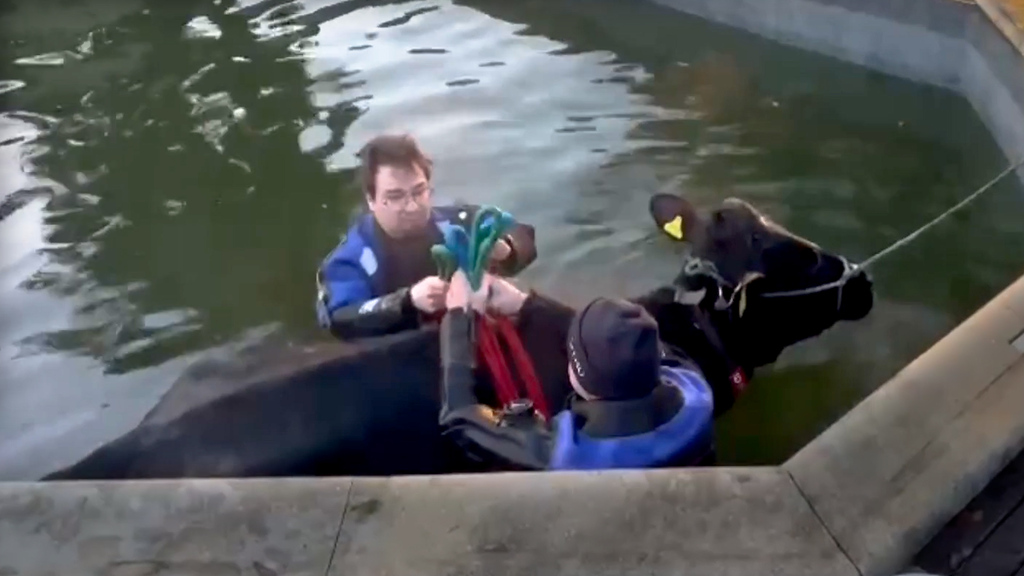 Morgens im Tessin: Hausbesitzer findet Kuh im Pool
