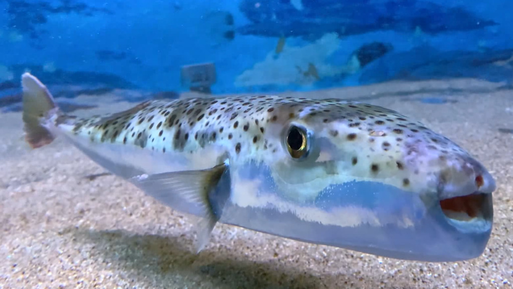 Pufferfisch