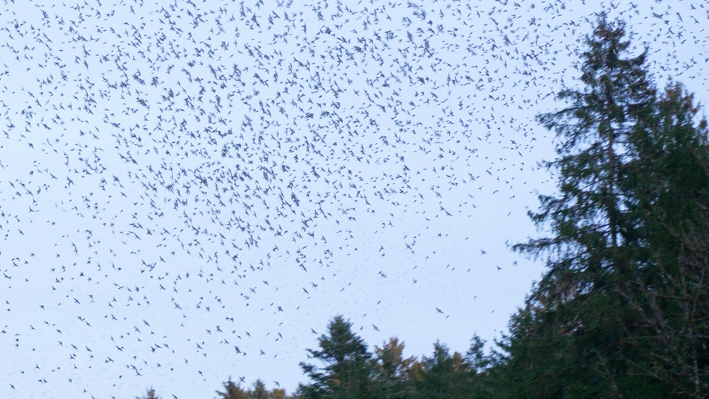 Über eine Million Bergfinken in Langenthal BE: «Das ist ein einmaliges Naturschauspiel»