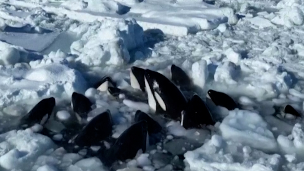 Aufatmen vor Küste Japans: Orcas werden im Eis gefangen – dann passiert das Unerwartete