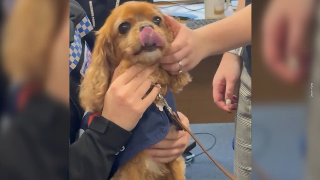 Des chiens pour les policiers traumatisés