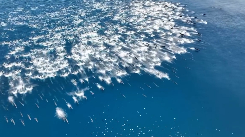 260304_Delfine_FINAL