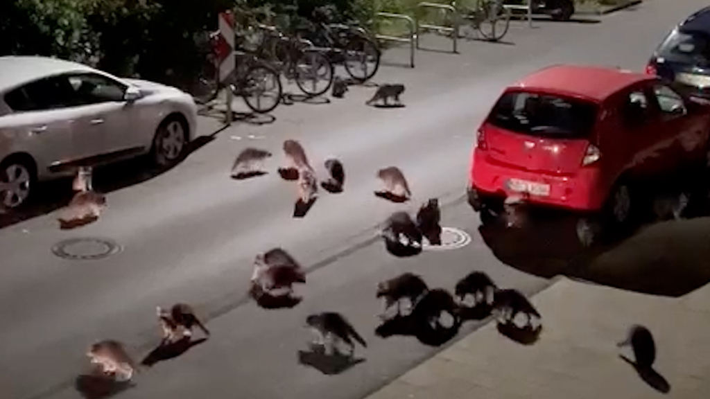 Dutzende Tiere auf Nahrungssuche: In dieser Stadt sind die Waschbären los