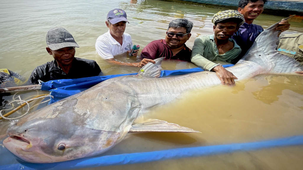 Vom Aussterben bedrohter Riesenwels – Forscher begeistert über Jahrhundert-Fang