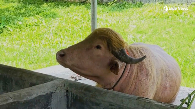 Le buffle 