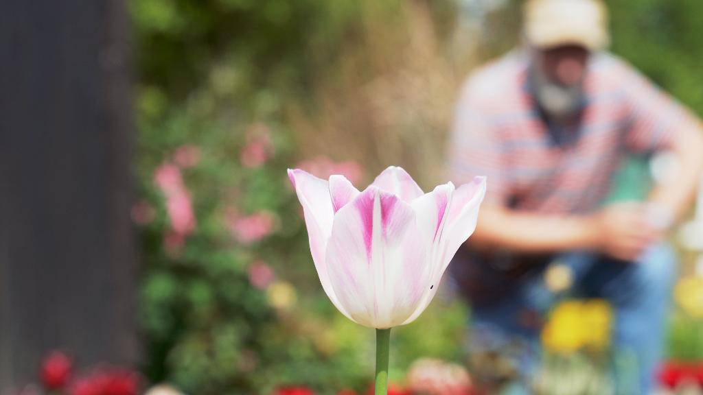 Neue Studie: Je bunter der Garten, desto entspannter der Besitzer