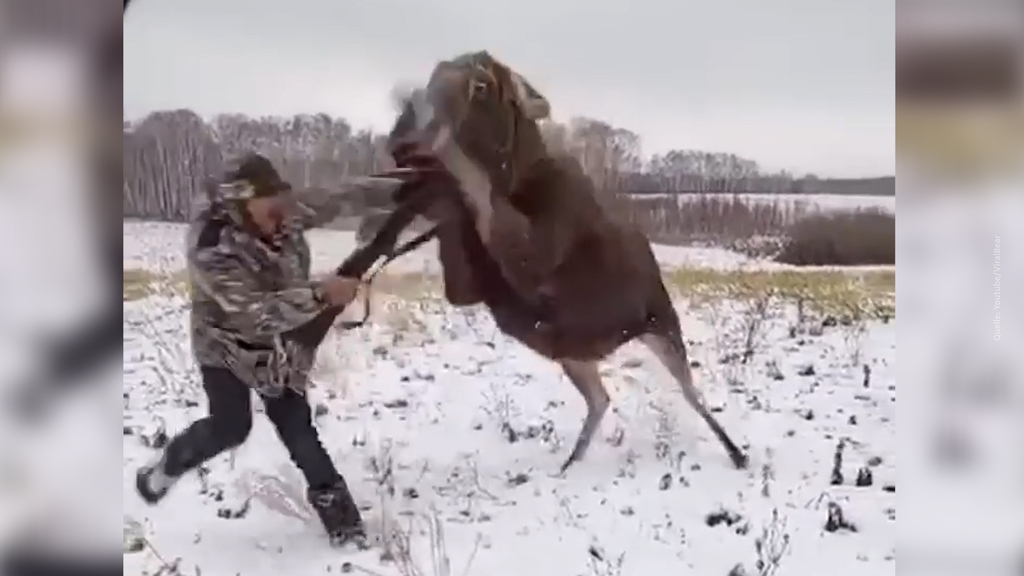 Jagd läuft anders als geplant: Elch wird verwundet und schaltet auf Angriff