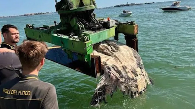 Wenn Meeresriesen zum Problem werden – Venedig birgt toten Mondfisch – Wal «Timmy» könnte noch grössere Probleme bringen