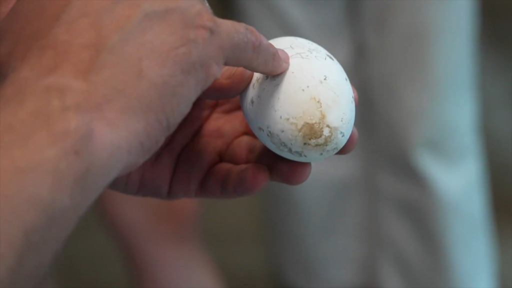 Mitarbeitende des Zoos Zürich beschützen Flamingo-Küken