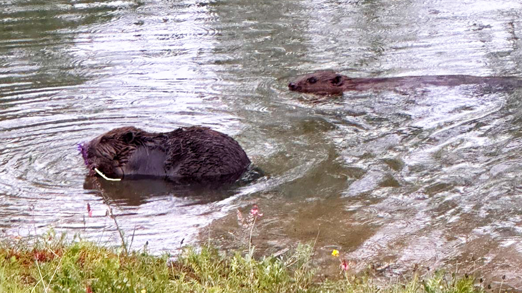 Biberbau in Laufen-Uhwiesen ZH: Das Katz-und-Maus-Spiel hat ein Ende