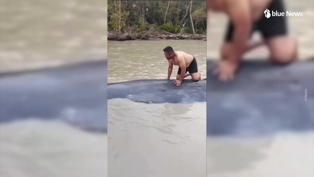 15-Meter-Wal strandet im Fluss – Fischer klettert auf seinen Rücken, um ihn zu retten