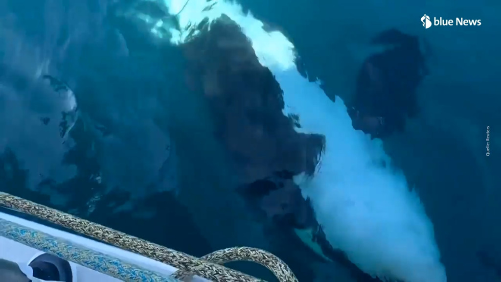 Spanien warnt Segler jetzt in Echtzeit vor Orca-Clans