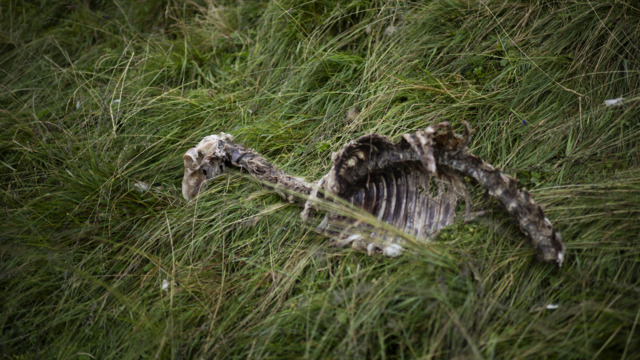 Immer mehr Wolfsangriffe in Frankreich – Kommt nun auch in der Schweiz die Obergrenze?