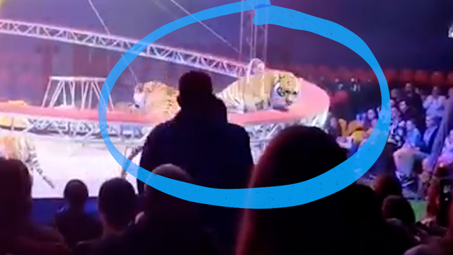 Schockmoment im Zirkus: Tiger büxt aus und springt ins Publikum