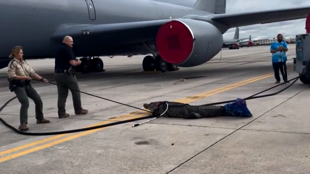 MacDill Air Force Base: Alligator testet die Sicherheit der Start- und Landebahnen