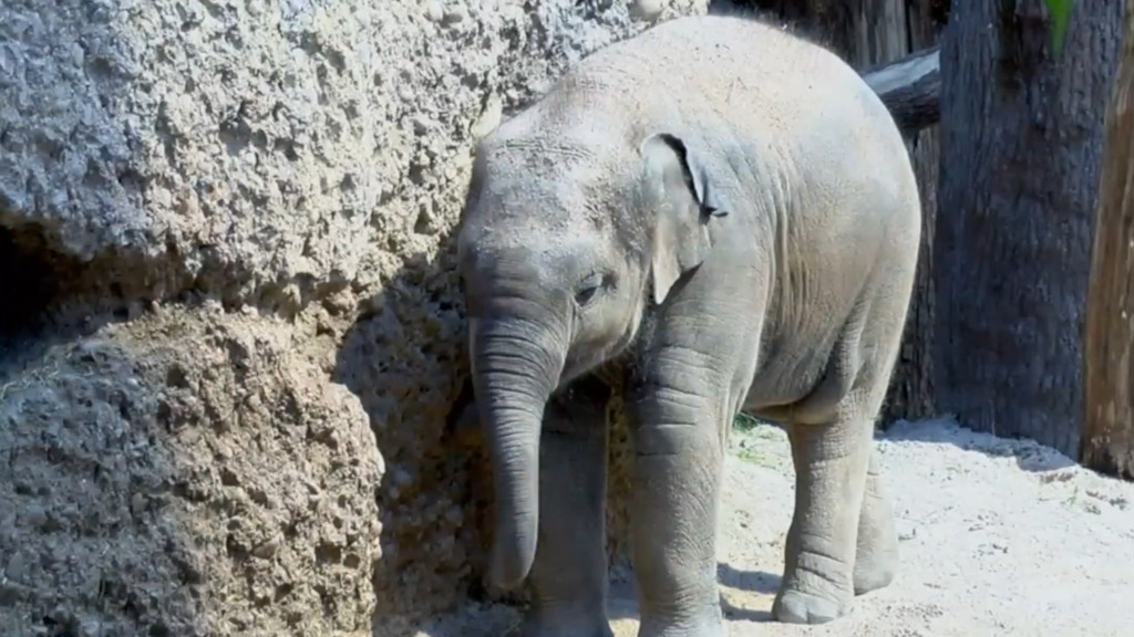Zweiter Elefant im Zoo Zürich stirbt an Herpes-Virus