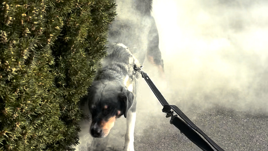 Die Pollen sind los: Appenzeller Sennenhund wird eingestäubt
