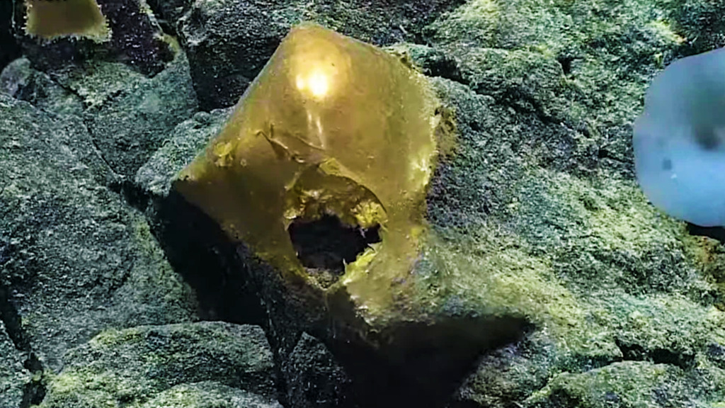 Das goldene Ei aus der Tiefsee