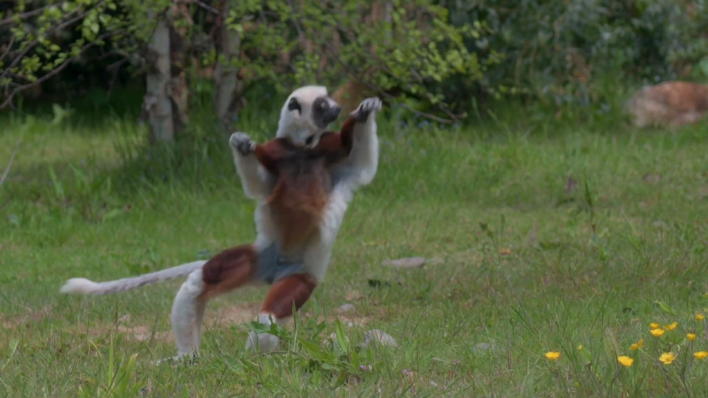 So tanzen die Lemuren