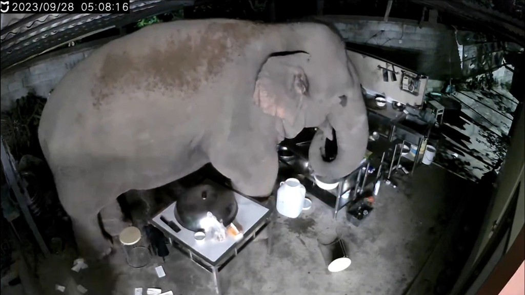 Hungriger Gast // Plötzlich steht ein Elefant in der Küche – und er ist nicht allein