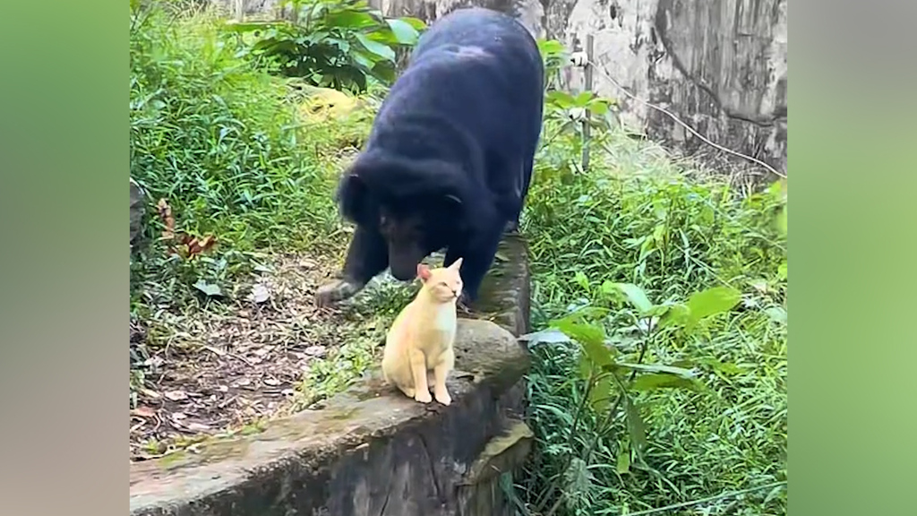 Wer ist hier der Chef? Katze chillt in Bärengehege