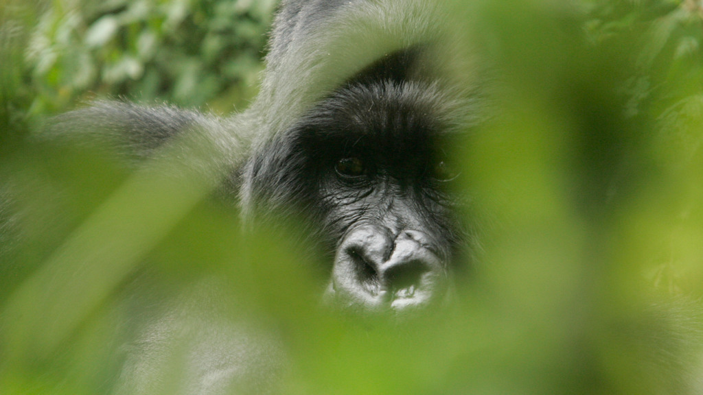 Gerettet – und doch bedroht – Berggorillas stehen erneut vor tödlichen Herausforderungen
