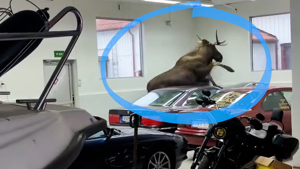 Schweden: In vier Sekunden zertrampelt dieser Elch zwei Autos