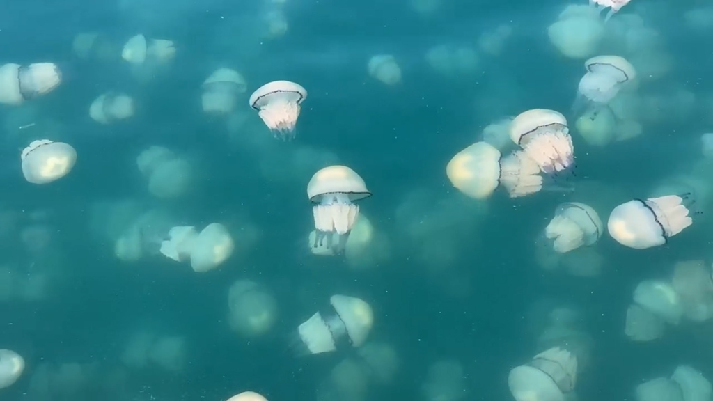 Naturspektakel in Triest - Quallen-Invasion sorgt vor italienischer Küste für Staunen 