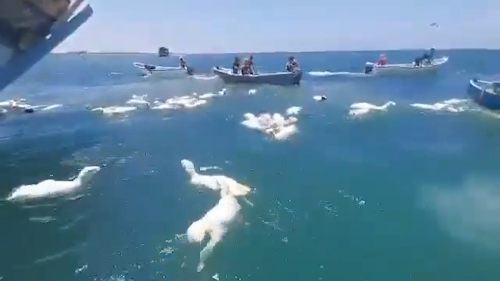 Schiffbruch mit Schafen – 2000 Tiere schwimmen um ihr Leben – Fischer starten Rettungsaktion