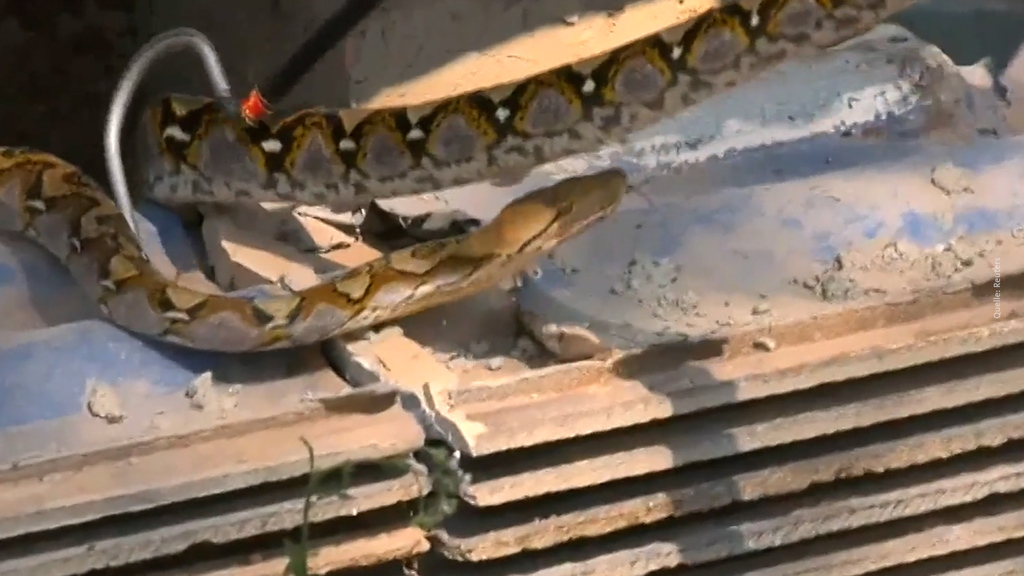 Überraschende Entdeckung in Thailand // Würdest du es schaffen, diese Pythonschlange einzufangen?