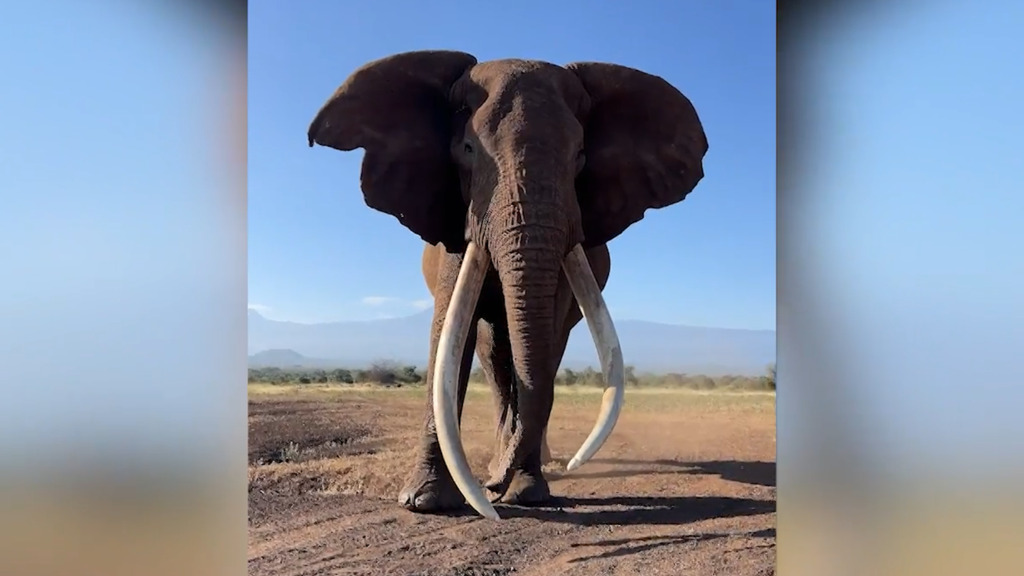 Einer der letzten Giganten Afrikas – Spektakuläre Bilder fangen einen gewaltigen «Super Tusker» in freier Wildbahn ein