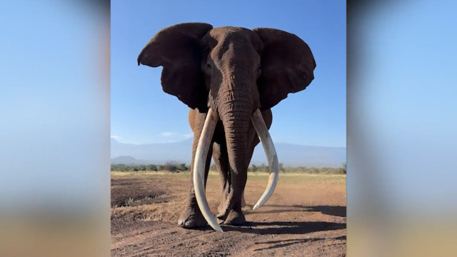 Einer der letzten Giganten Afrikas – Spektakuläre Bilder fangen einen gewaltigen «Super Tusker» in freier Wildbahn ein