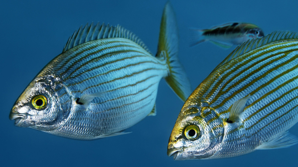 Forscher rätseln über Ursache – Diese Fische können beim Essen bizarre Halluzinationen auslösen