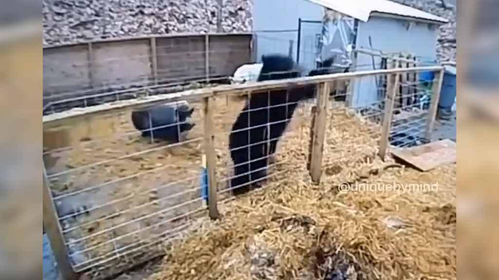 Arme Sau: Bär will Schweine fassen –  doch die drehen den Spiess um