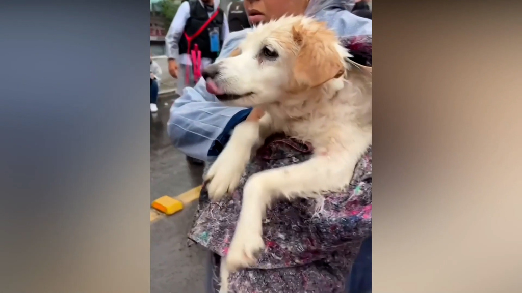 Hochwasser in Brasilien: Traumatisierte Hunde paddeln nach Rettung weiter