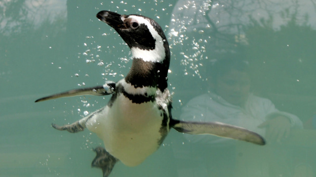 Beunruhigender Trend –Stilles Drama um Pinguin-Kolonie – jetzt schlagen Forscher Alarm