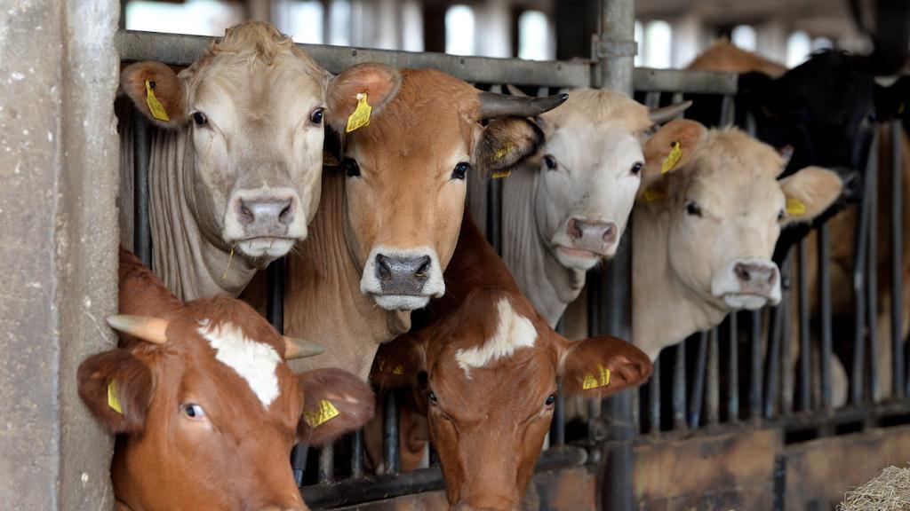 «blue News» erklärt: Ist Biokraftstoff eine Alternative zur Elektromobilität?