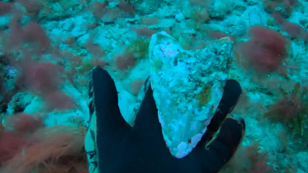 Mindestens 2,6 Millionen Jahre alt: Jugendlicher findet Urhai-Zahn am Meeresboden