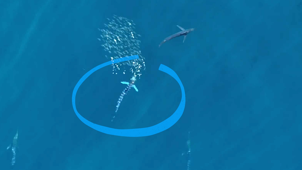 Nuova scoperta scientifica: Oceani, i marlin striati si illuminano prima di attaccare la preda