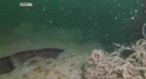 WATCH: German U-Boat Discovered After Over A Century
