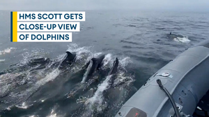 Royal Navy personnel's amazing encounter with pod of porpoising dolphins