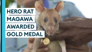 Landmine-Detecting Rat Honoured With Gold Medal For Bravery