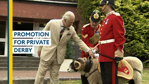 Mercian Regiment's ram mascot gets promotion to Lance Corporal