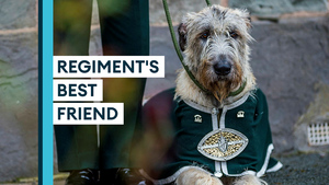 The history behind the Royal Irish Regiment's Irish Wolfhound mascot 