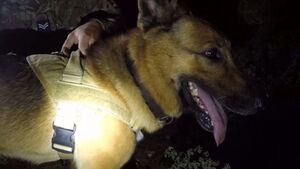 Putting The RAF's Number One Patrol Dog To The Test In Cyprus
