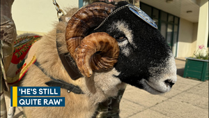 Mercian Regiment’s ram mascot proving to be a bit of a challenge